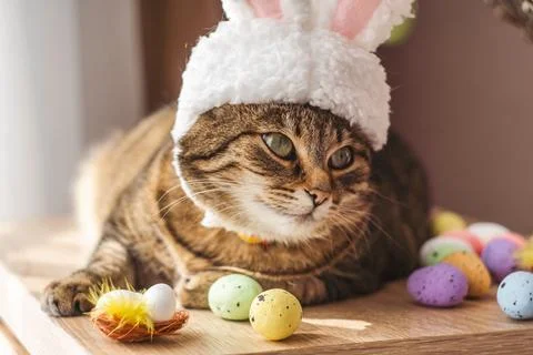 Easter Bunny. Tabby cat in the form of an Easter rabbit with a nest of Easter Stock-Fotos