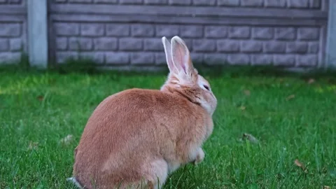 Easter Bunny washing itself in the lawn close-up side view. Fluffy brown rabbit Stock Footage 342706595