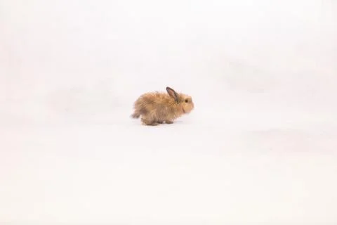 Easter bunny on white background Stock Photos