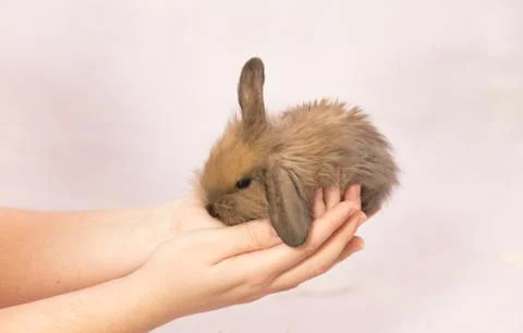 Easter bunny in woman's hands Stock Photos