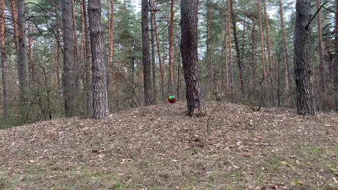 Easter Busket in the Forest Stock Footage 305321704