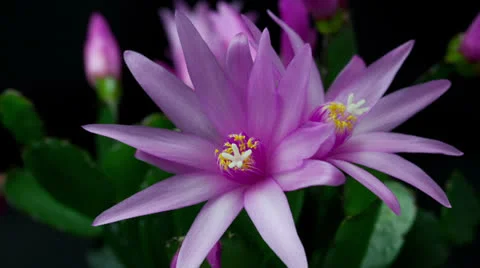 Easter Cactus Flower Opening and Closing Timelapse Stockbeeldmateriaal 23651566