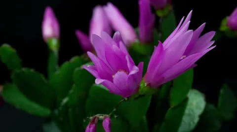 Easter cactus Flower Opening and Closing Timelapse Stock Footage 23655713