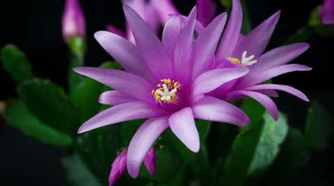 Easter Cactus Flower Opening and Closing Timelapse 4K Stock Footage 37733001