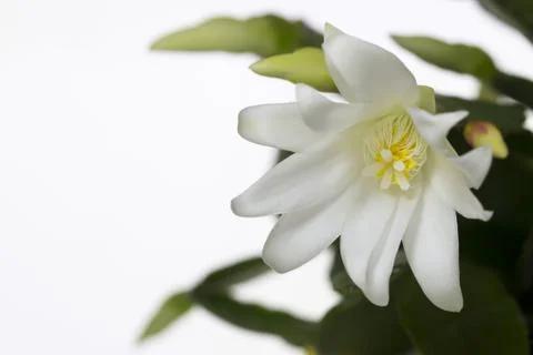 Easter cactus Фото