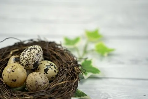 Easter  candy eggs in different colors in nest Easter holiday candy concept. Stock Photos
