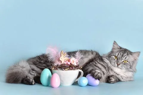 Easter card with a cat. Copy space. Stock Photos