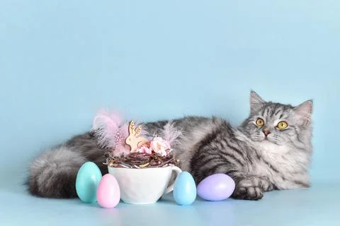 Easter card with a cat. copy space Stock Photos