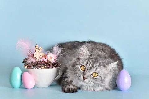 Easter card with a cat. copy space Stock Photos