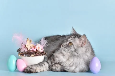 Easter card with a cat Stock Photos