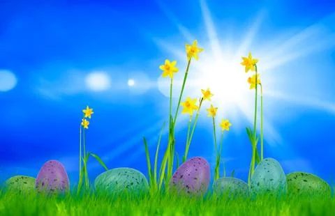 Easter card with easter eggs and flowers on a meadow Stock Photos