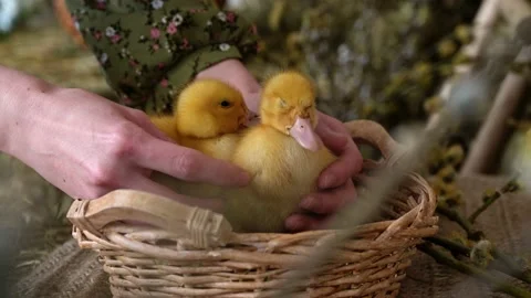 Easter card with women's hands rubbing ducklings Stock Footage 194716013