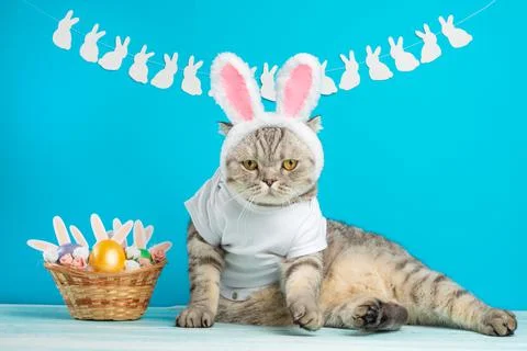 Easter cat with bunny ears with Easter eggs. Cute kitten 写真素材