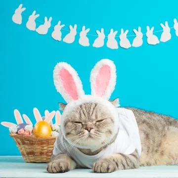 Easter cat with bunny ears with Easter eggs. Cute kitten Stock Photos