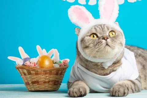 Easter cat with bunny ears with Easter eggs. Cute kitten Stock Photos