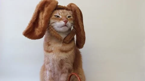 Easter cat portrait. A cat in bunny ears on his head. Stock Footage 147987688