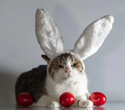Easter cat in rabbit ears guards three red eggs Stock-Fotos