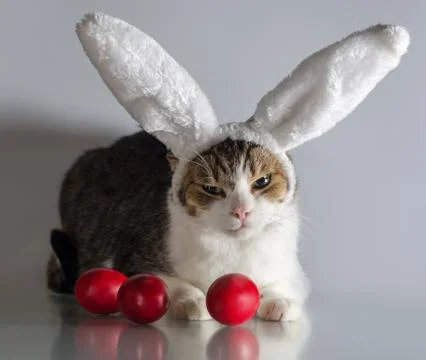 Easter cat in rabbit ears guards three red eggs Stock Photos