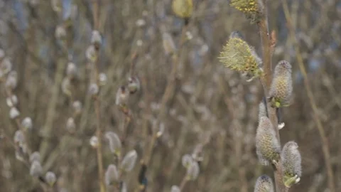 Easter catkins in slow motion on a windy day. Stock Footage 127156295