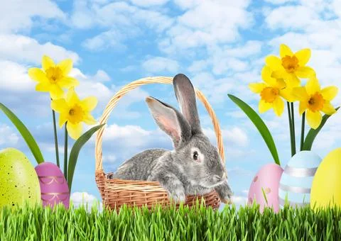 Easter celebration. Grey fluffy rabbit in wicker basket, painted eggs and d.. Stock Photos