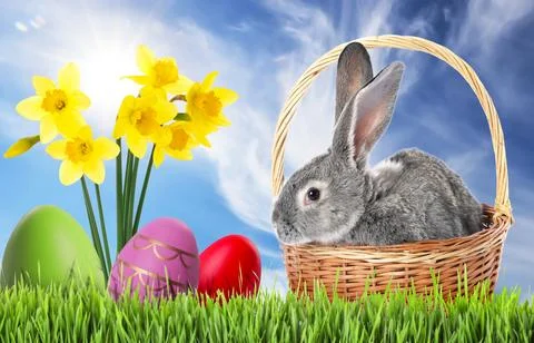 Easter celebration. Grey fluffy rabbit in wicker basket, painted eggs and d.. Stock Photos