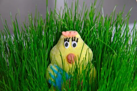 Easter chick in the green grass Stock Photos