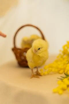 The easter chick, happy easter Foto stock