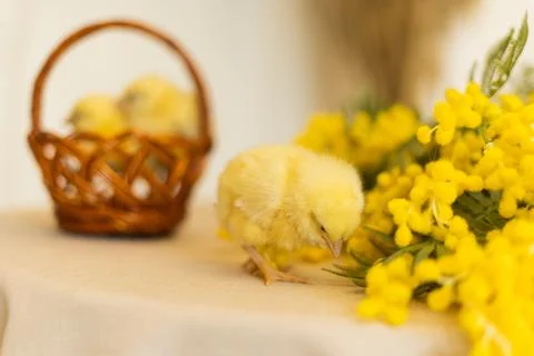 The easter chick, happy easter Stock Photos