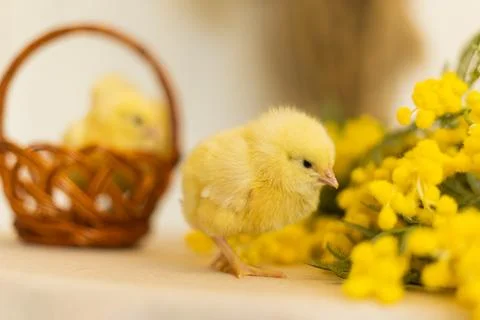 The easter chick, happy easter Stock Photos