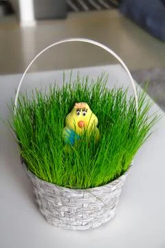 An Easter chick Stock Photos