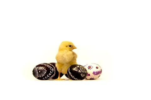 Easter chick with spring flowers and painted eggs. Foto stock