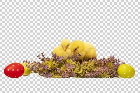 Easter chick with spring flowers and painted eggs. Stock Photos