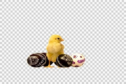 Easter chick with spring flowers and painted eggs. Stock Photos