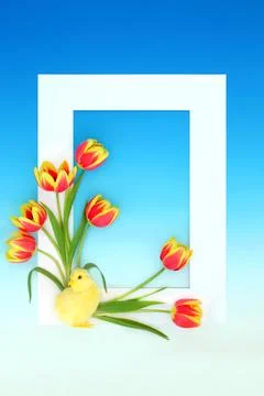 Easter Chick Spring Tulip Flower Background Border Frame Stock Photos
