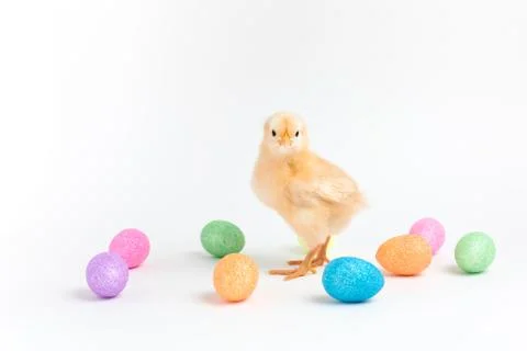 Easter chick standing among glitter  eggs Stock Photos