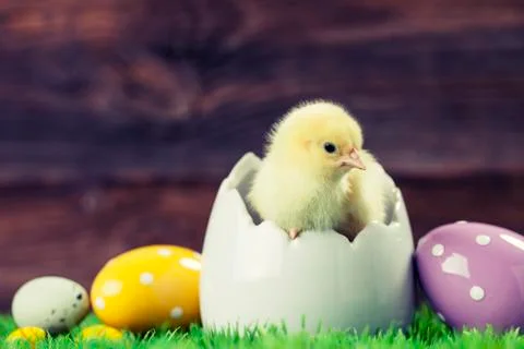 Easter chicken in egg Stock Photos