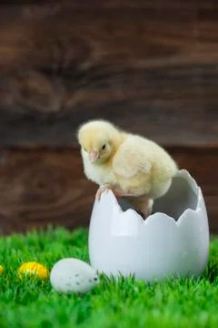 Easter chicken in egg Stock Photos