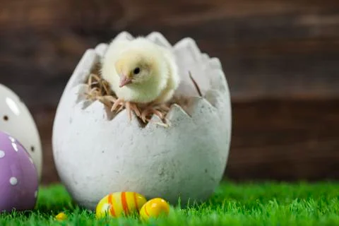 Easter chicken, eggs and decorations Stock Photos