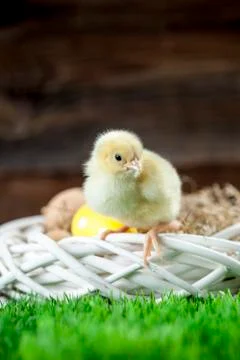 Easter chicken, eggs and decorations Stock Photos