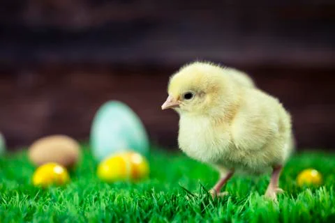 Easter chicken, eggs and decorations Foto stock