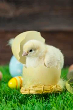 Easter chicken, eggs and decorations Stock Photos