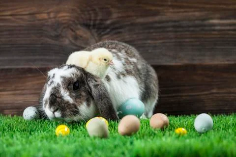 Easter chicken, eggs and decorations Stock Photos