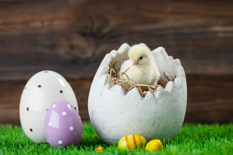 Easter chicken, eggs and decorations Stock Photos