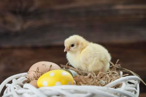 Easter chicken, eggs and decorations Stock Photos
