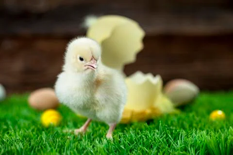 Easter chicken, eggs and decorations Stock Photos