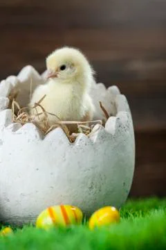 Easter chicken, eggs and decorations Stock Photos