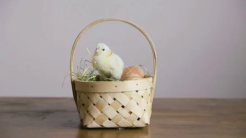 Easter chicken with eggs in an basket Stock Footage 73727268