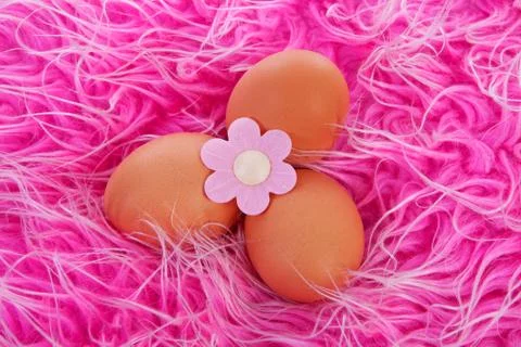 Easter chicken eggs Stock Photos