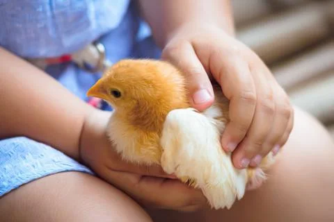 Easter chicken Stock Photos