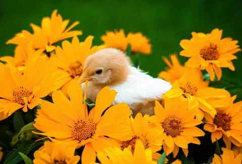 Easter chicken Foto stock